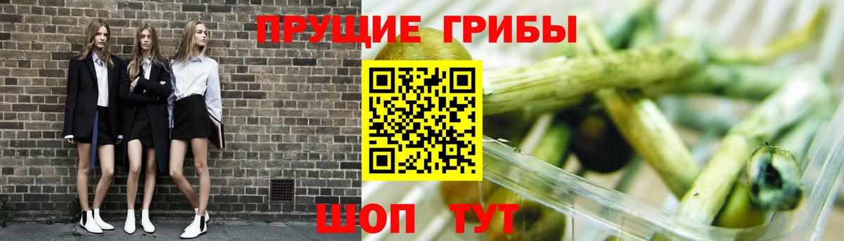 Галлюциногенные грибы Psilocybe Мелеуз